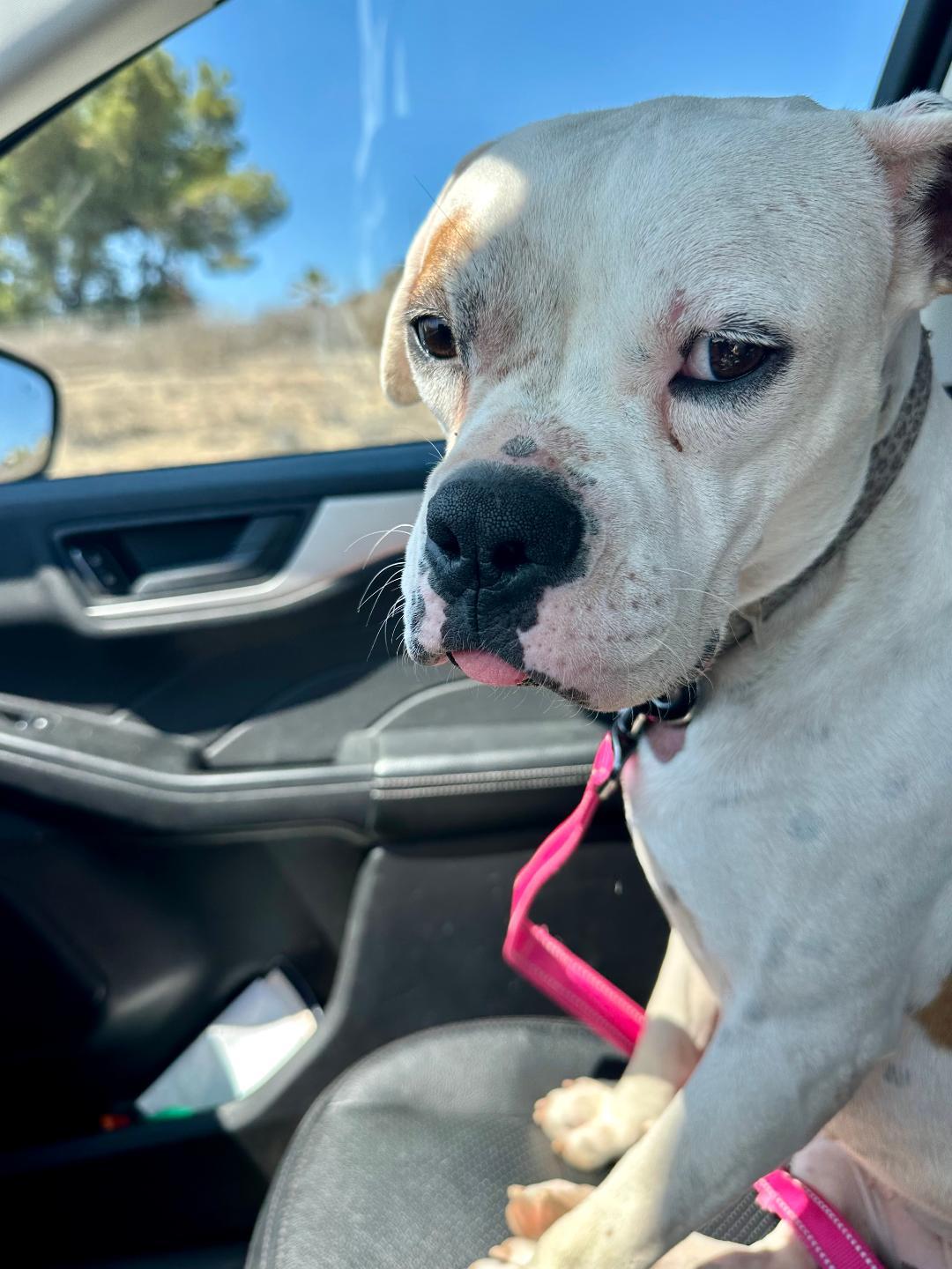 Enlarge Opal, a Adoptable mixed breed in Huntington Beach, CA image 4/5