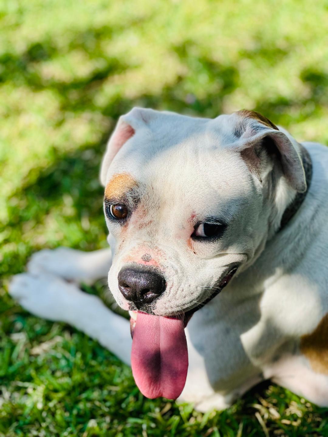 Opal, Adoptable, Young Female Boxer.