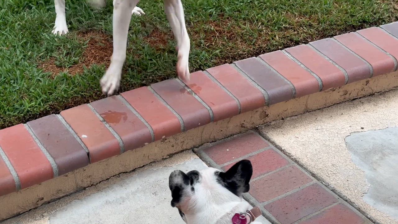 Enlarge Opal, a Adoptable mixed breed in Huntington Beach, CA video 1/5