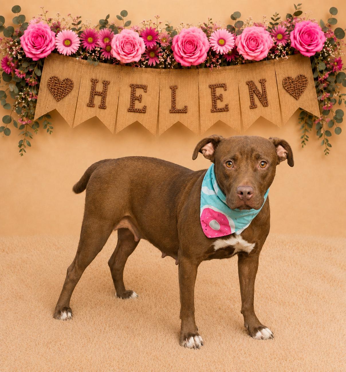 Enlarge Helen, a Adoptable Pit Bull Terrier in Shillington, PA image 1/1