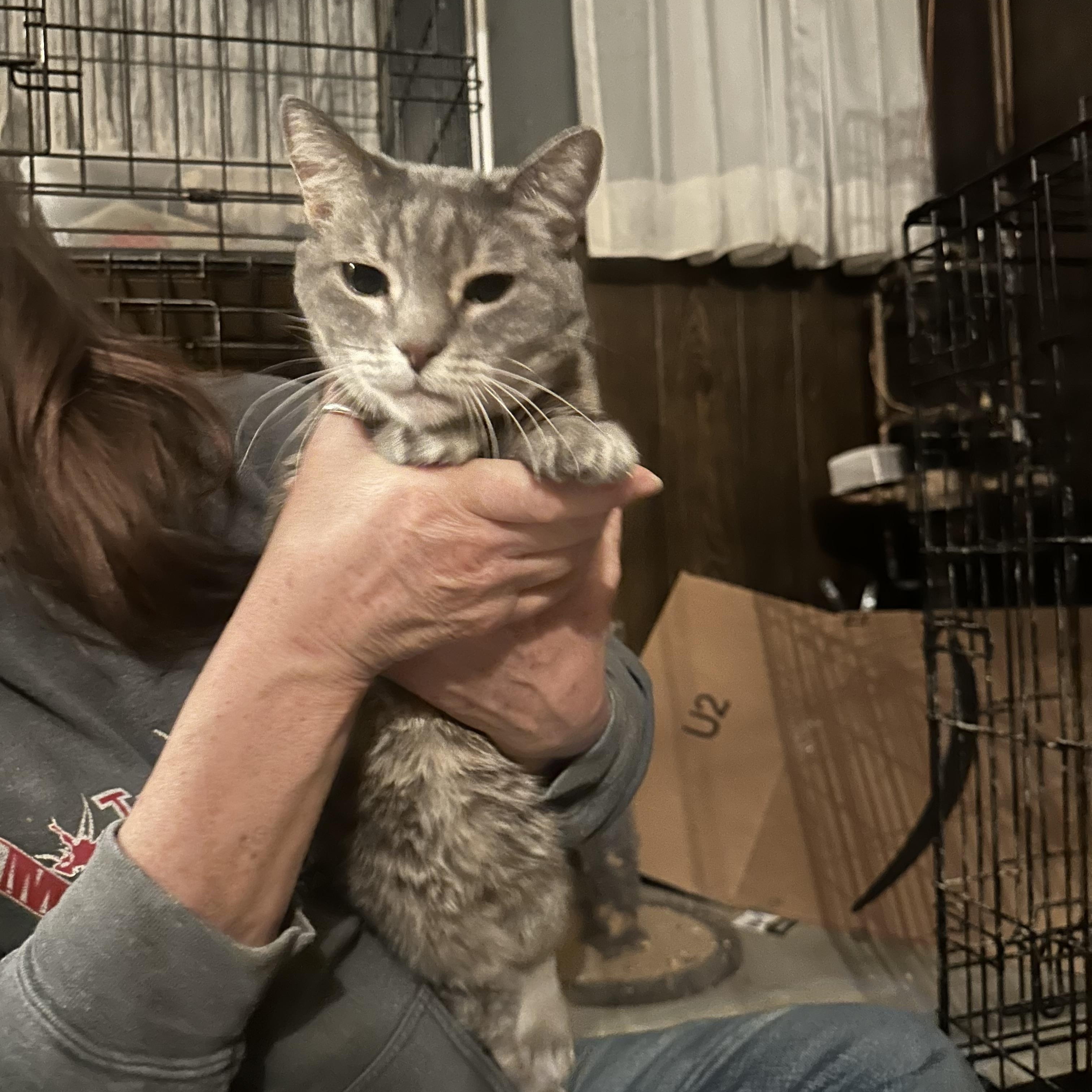 Lady Dakota, adopted, Senior Female Domestic Short Hair.