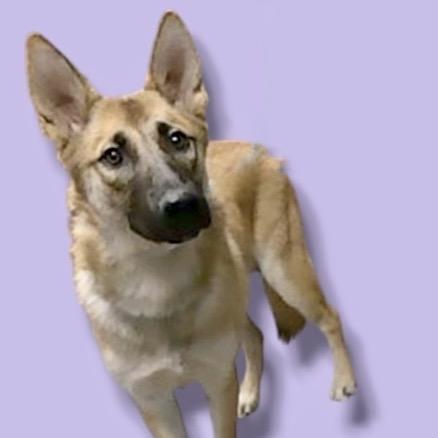 Enlarge Rosie, a Adoptable mixed breed in Scottsdale, AZ image 1/1