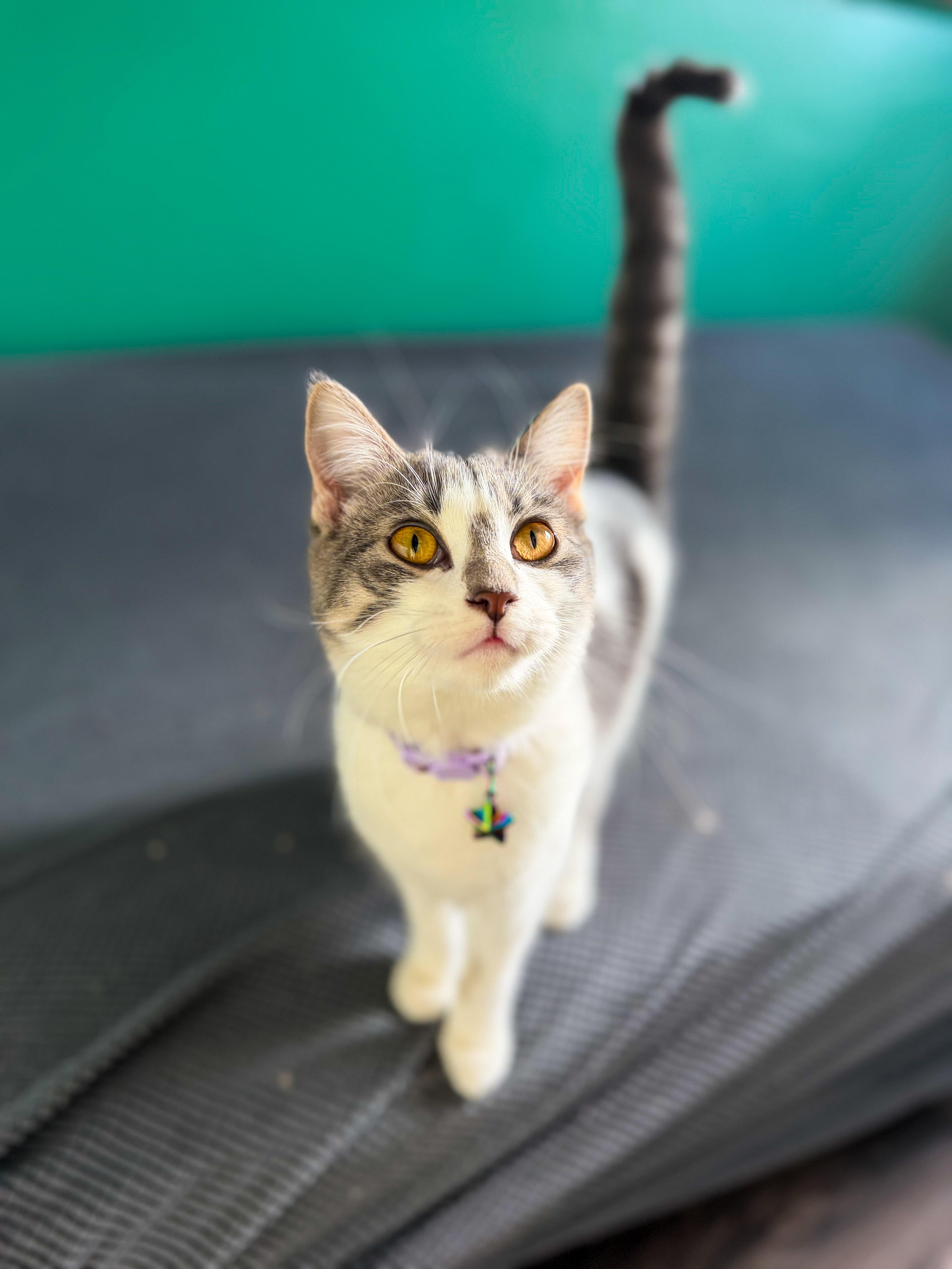 Penny, adopted, Young Female Domestic Short Hair.