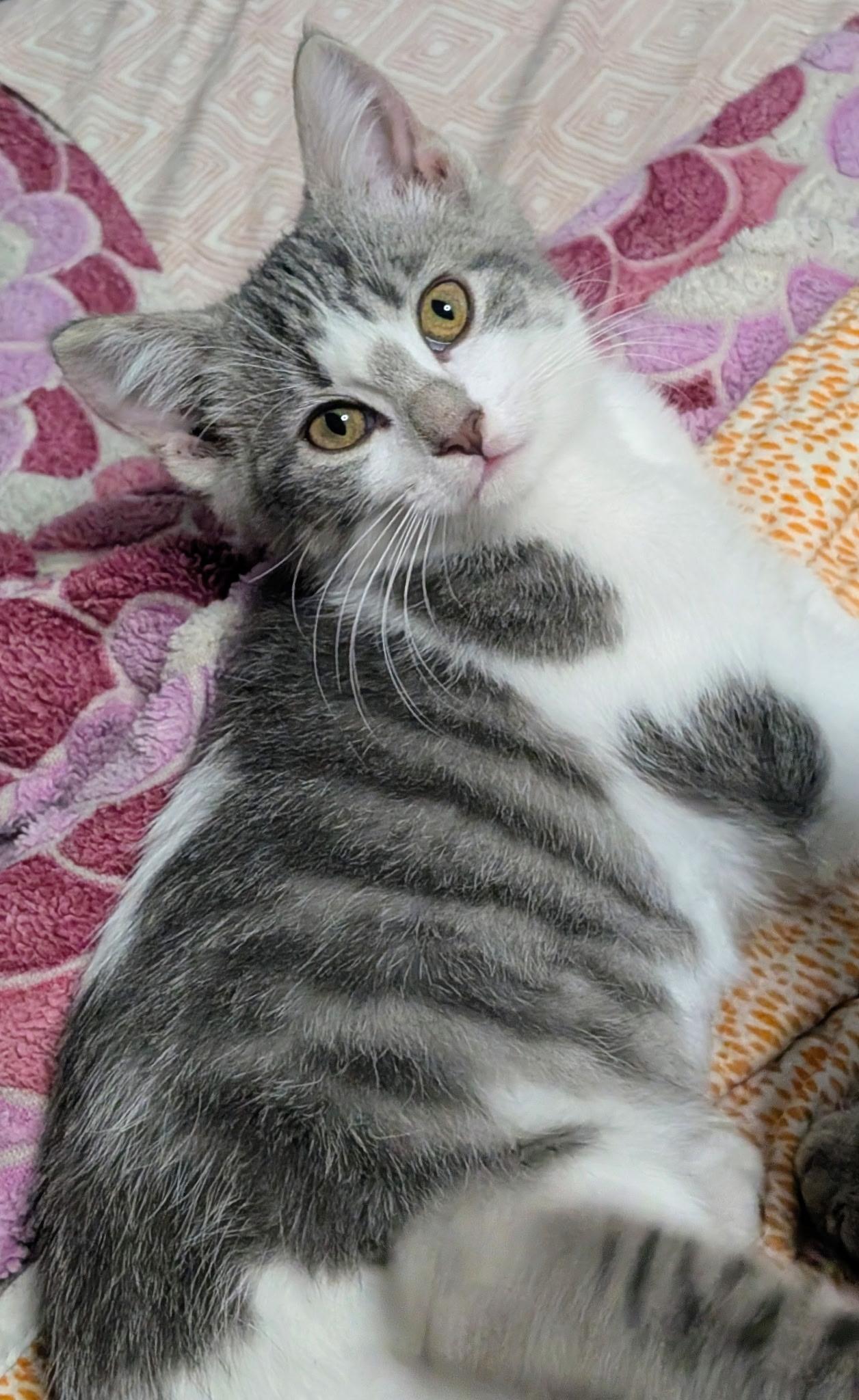 Enlarge Penny, a Adoptable Domestic Short Hair in Sartell, MN image 1/1