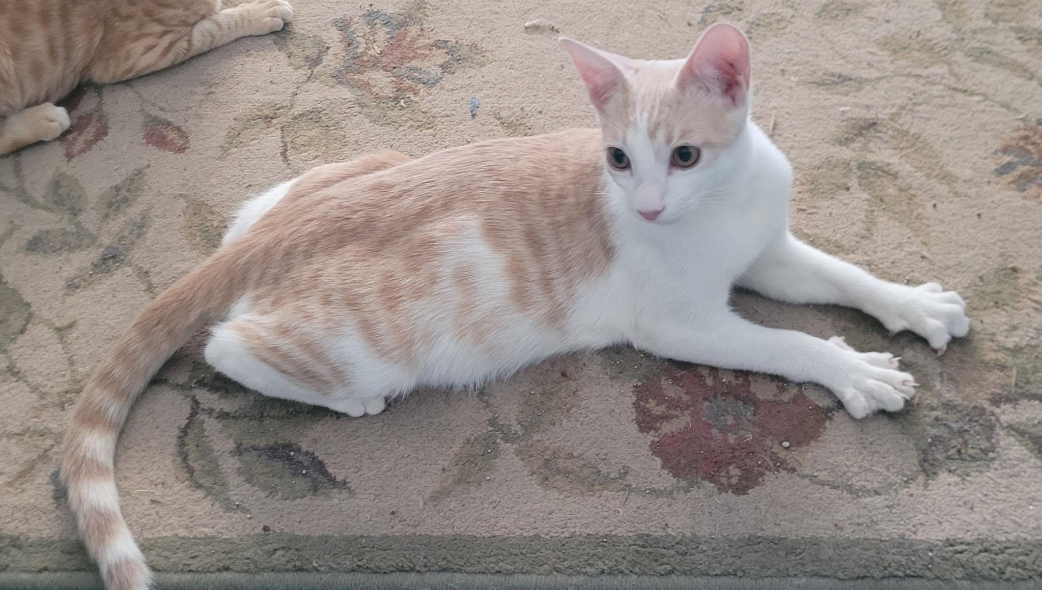 Enlarge Simon, a ADOPTABLE Domestic Short Hair in Alpine, TX image 1/1