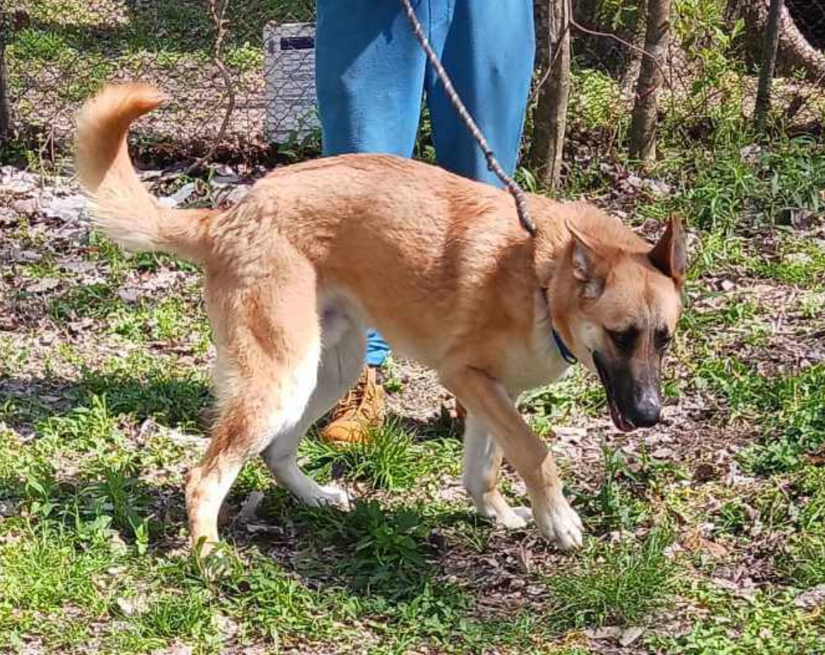 Dog for adoption - LEO, THE LUCKY, a German Shepherd Dog