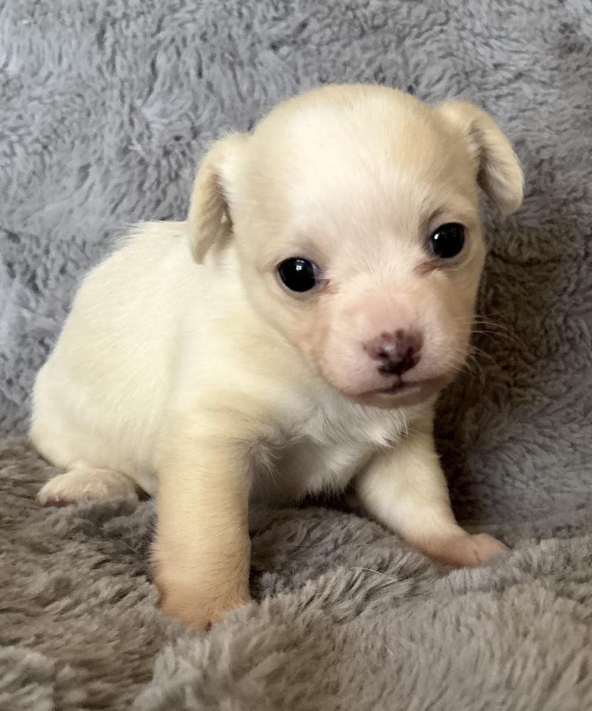 Hogwarts: Luna, a Adoptable mixed breed in New Braunfels, TX image 1/2