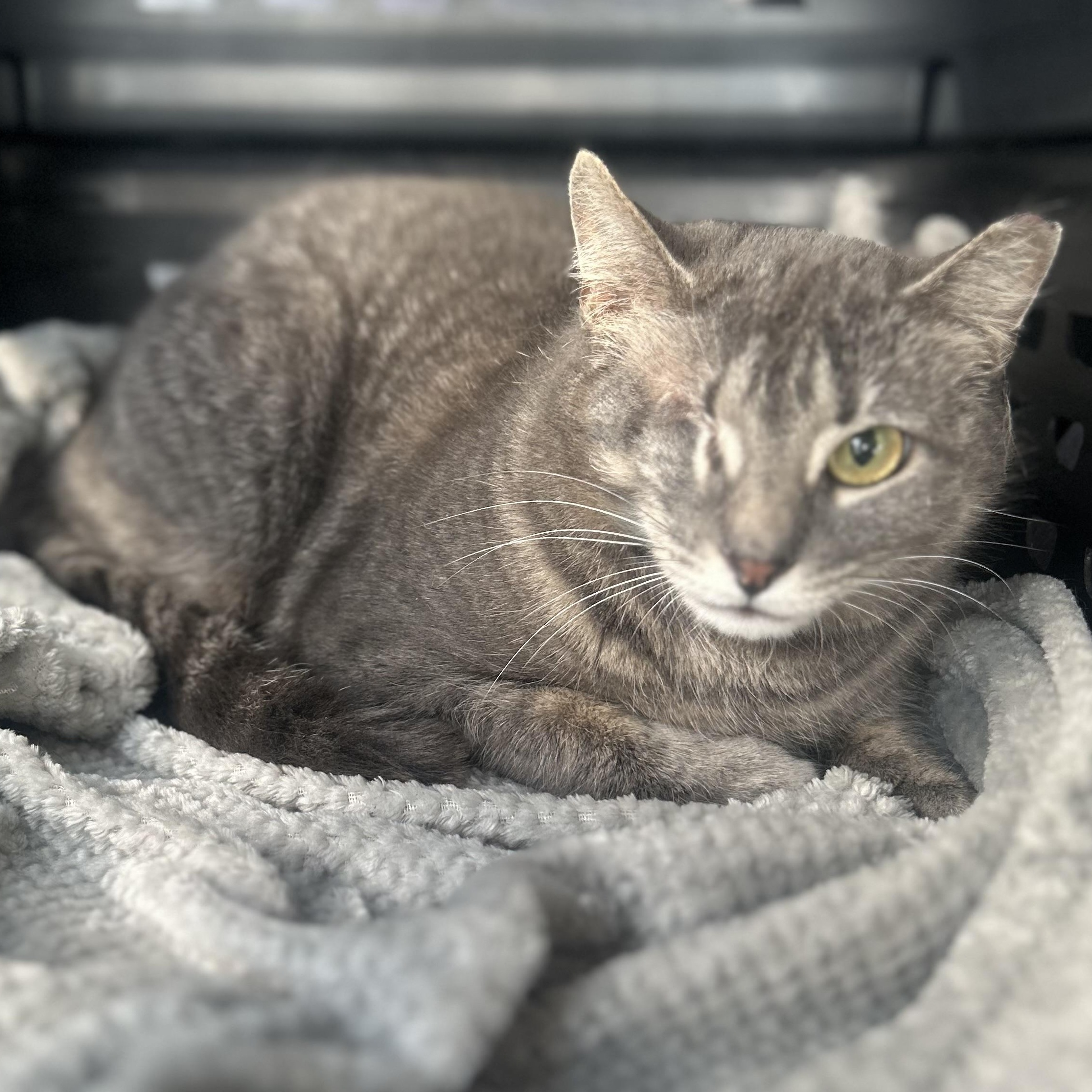 Camille, ADOPTABLE, Young Female Domestic Short Hair.