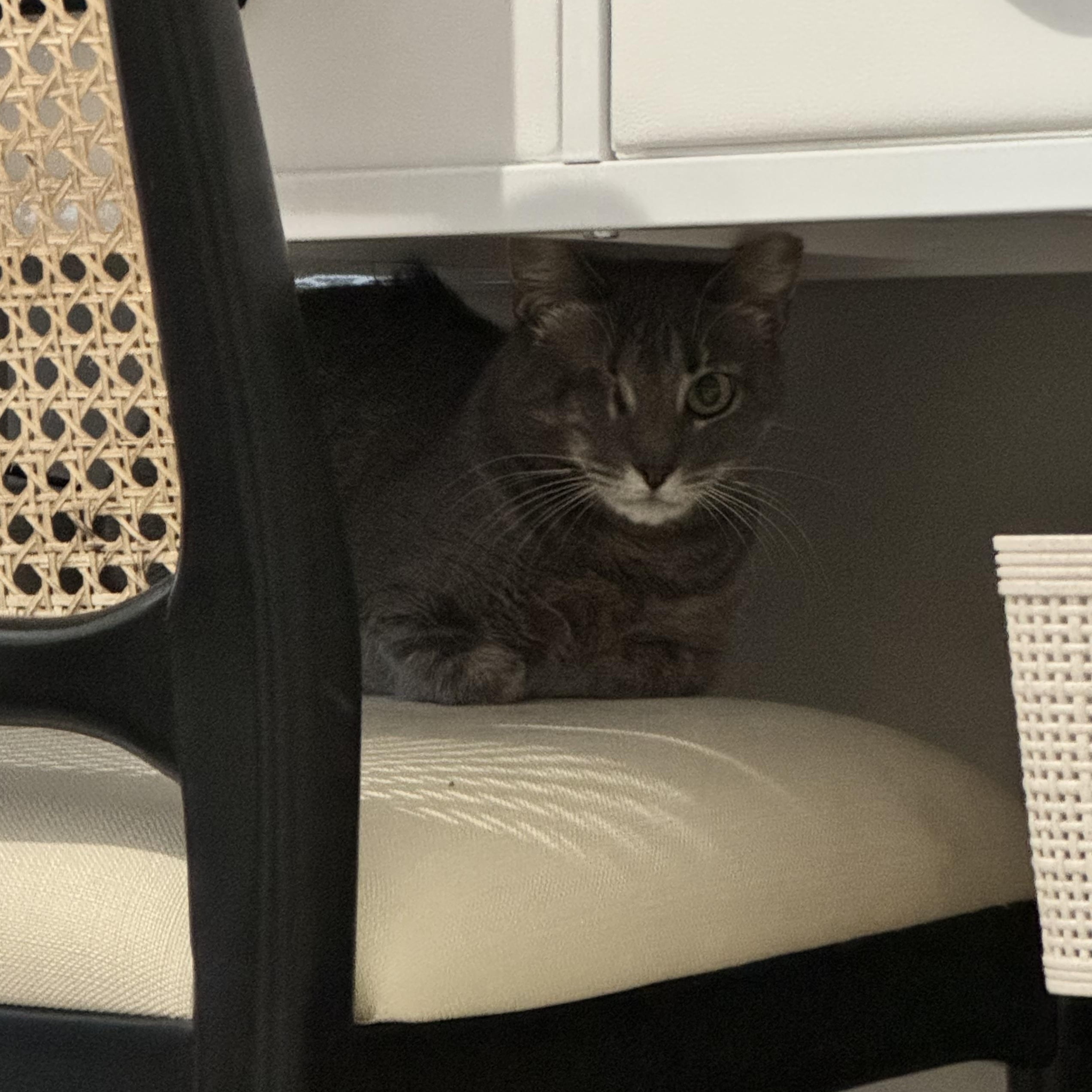 Camille, ADOPTABLE, Young Female Domestic Short Hair.
