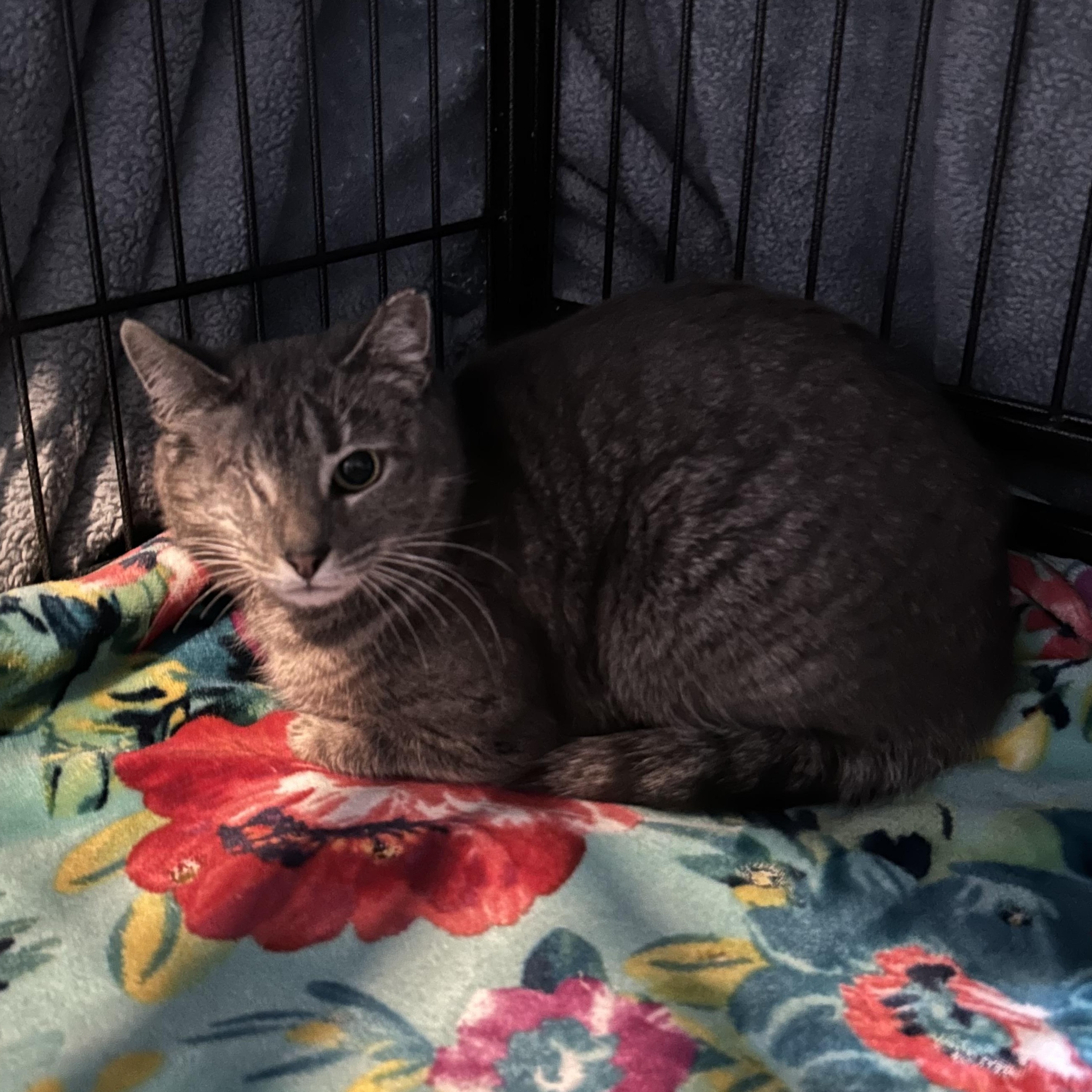 Enlarge Camille, a ADOPTABLE Domestic Short Hair in Columbus , OH image 3/3