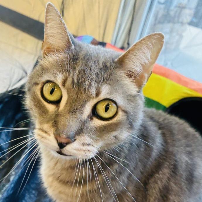 Enlarge Archie, a Adoptable Domestic Short Hair in Marietta, GA image 1/5