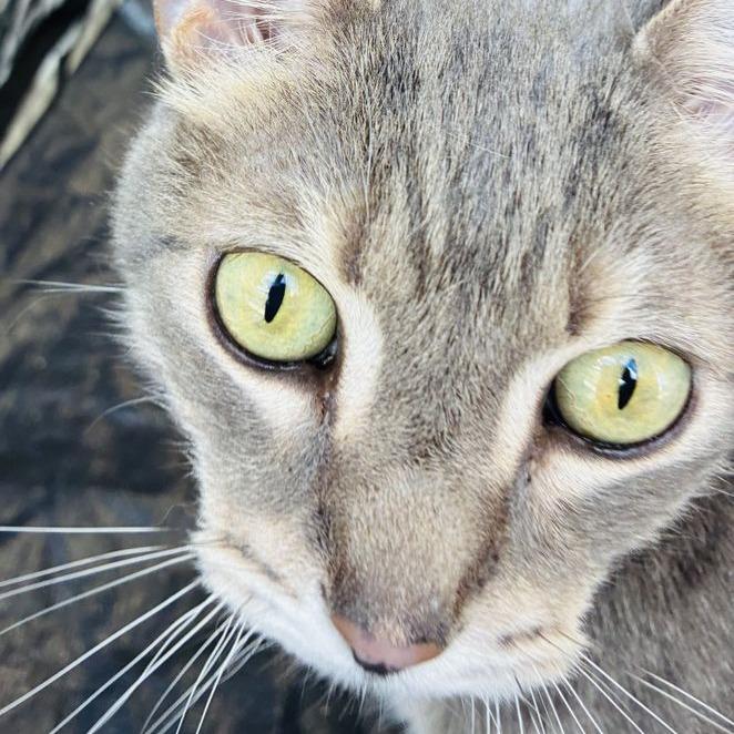 Enlarge Archie, a Adoptable Domestic Short Hair in Marietta, GA image 2/5