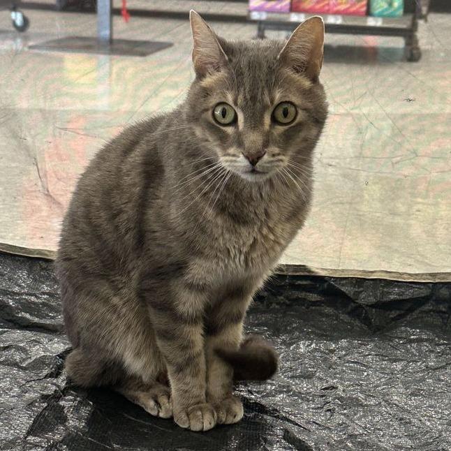 Enlarge Archie, a Adoptable Domestic Short Hair in Marietta, GA image 3/5