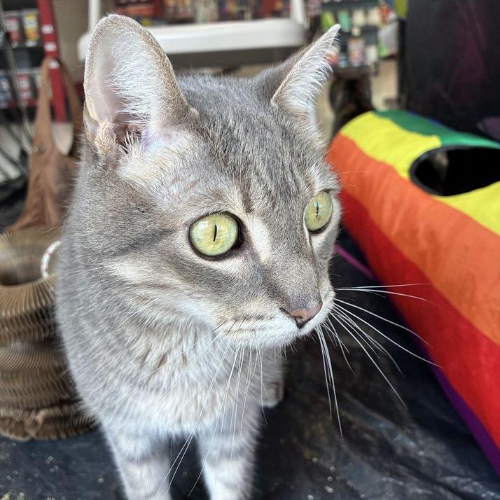 Enlarge Archie, a Adoptable Domestic Short Hair in Marietta, GA image 4/5