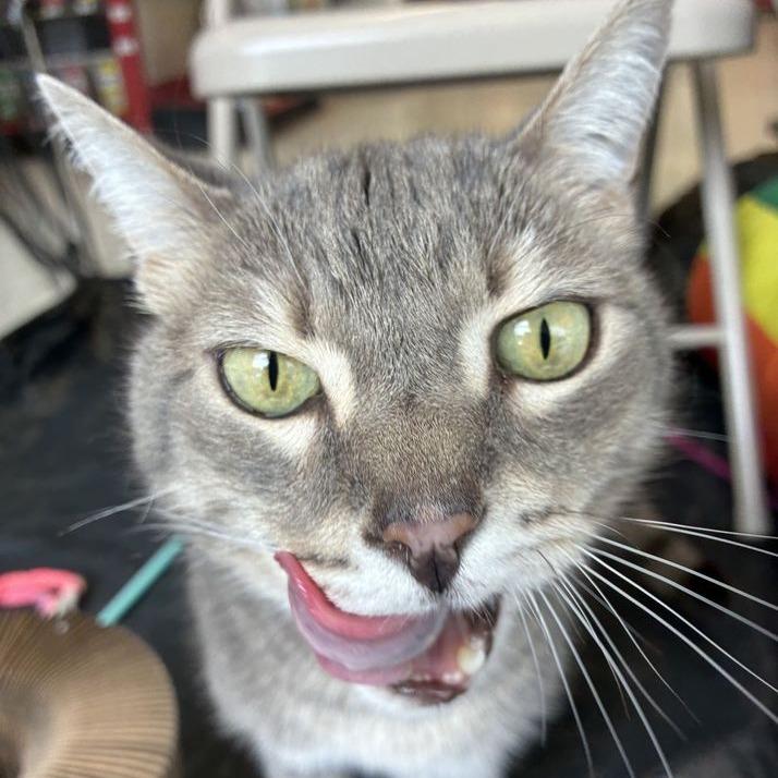 Enlarge Archie, a Adoptable Domestic Short Hair in Marietta, GA image 5/5