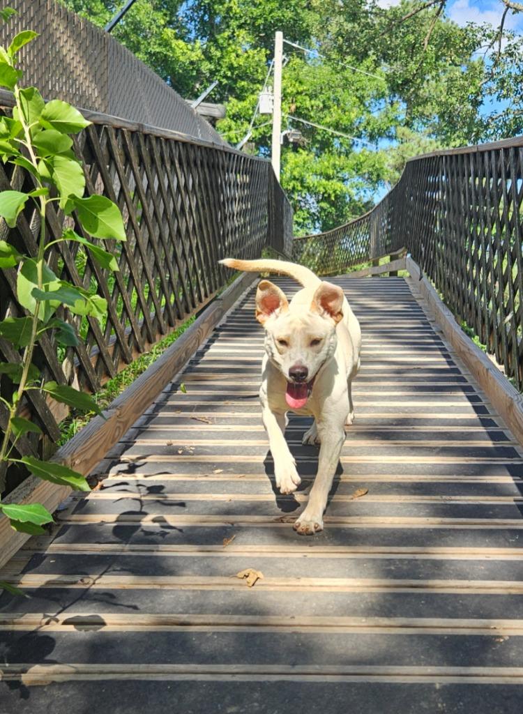 Sunshine, Adopted, Puppy Female Labrador Retriever & Mixed Breed.