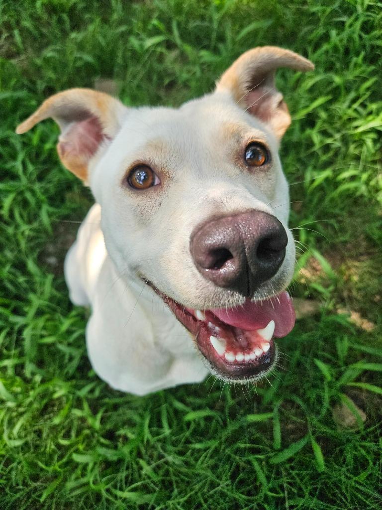 Sunshine, a Adopted mixed breed in Sherwood, AR image 2/4