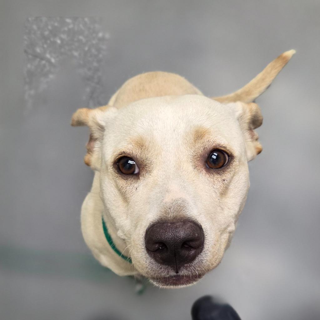 Sunshine, a Adopted mixed breed in Sherwood, AR image 3/4