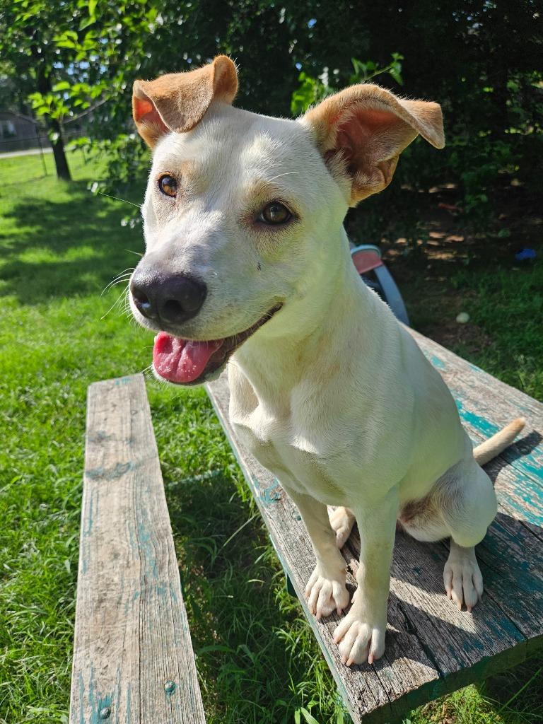 Sunshine, a Adopted mixed breed in Sherwood, AR image 4/4