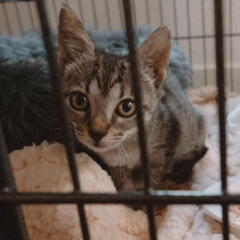 Enlarge MOWGLI, a Adoptable Domestic Short Hair in San Antonio, TX image 1/3