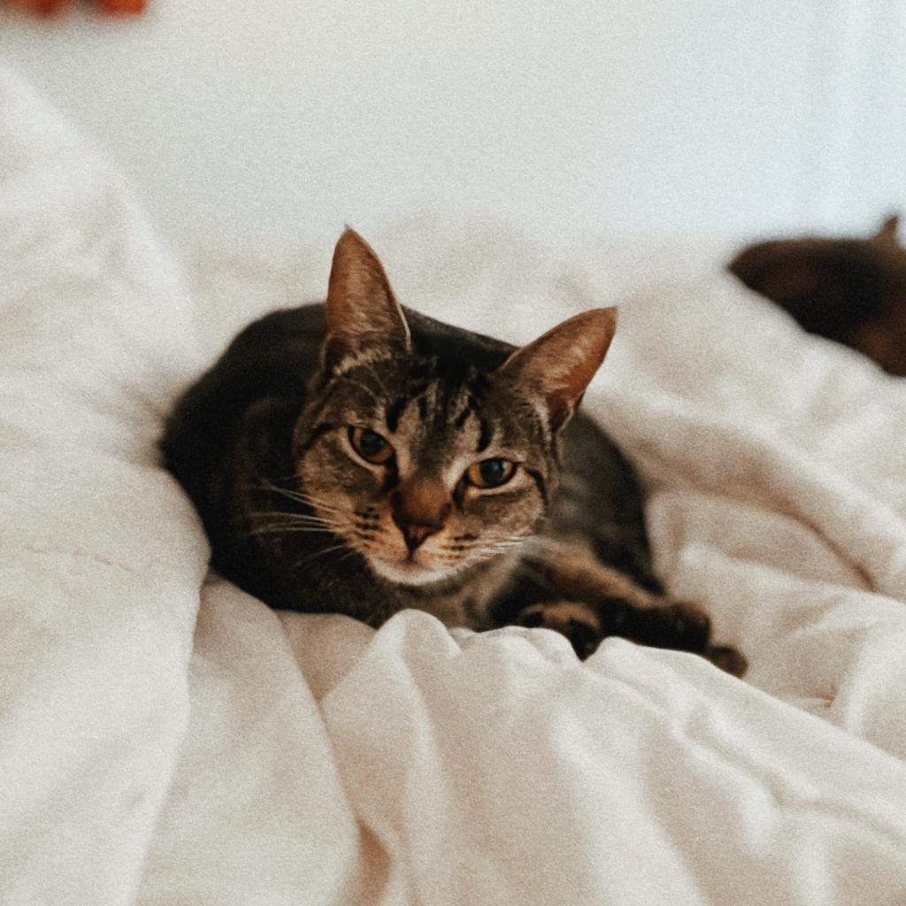 Enlarge MOWGLI, a Adoptable Domestic Short Hair in San Antonio, TX image 2/3