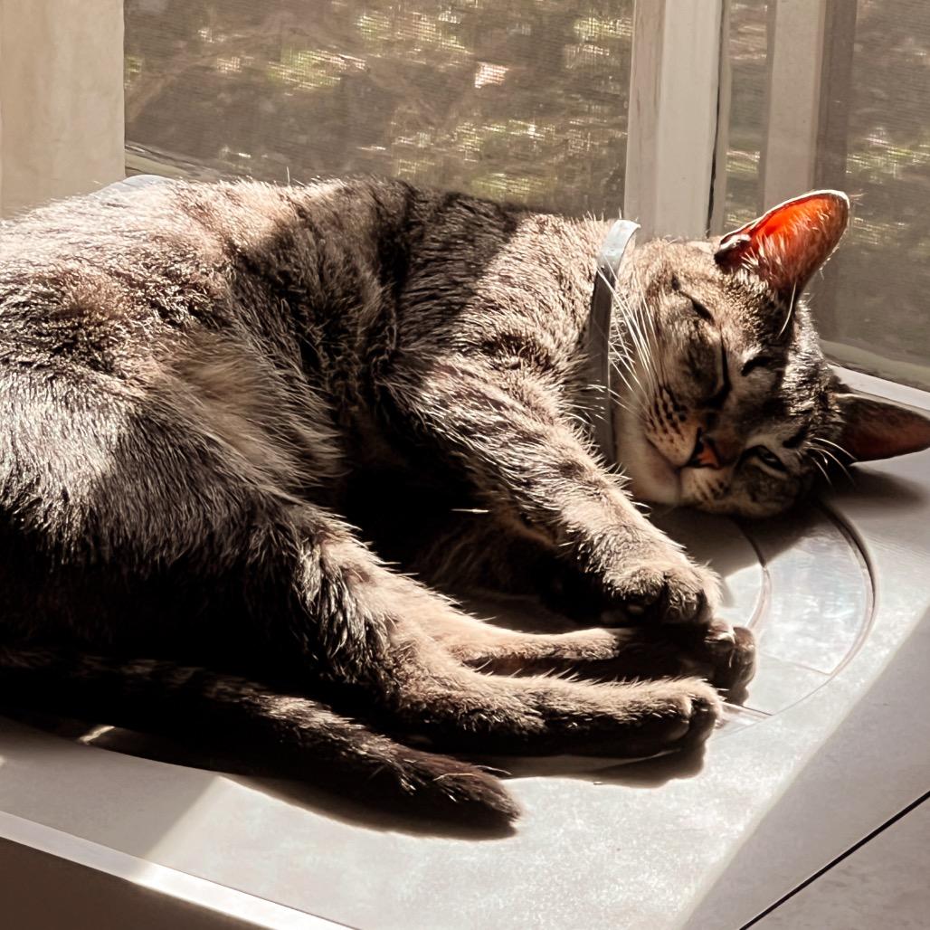 Enlarge MOWGLI, a Adoptable Domestic Short Hair in San Antonio, TX image 3/3