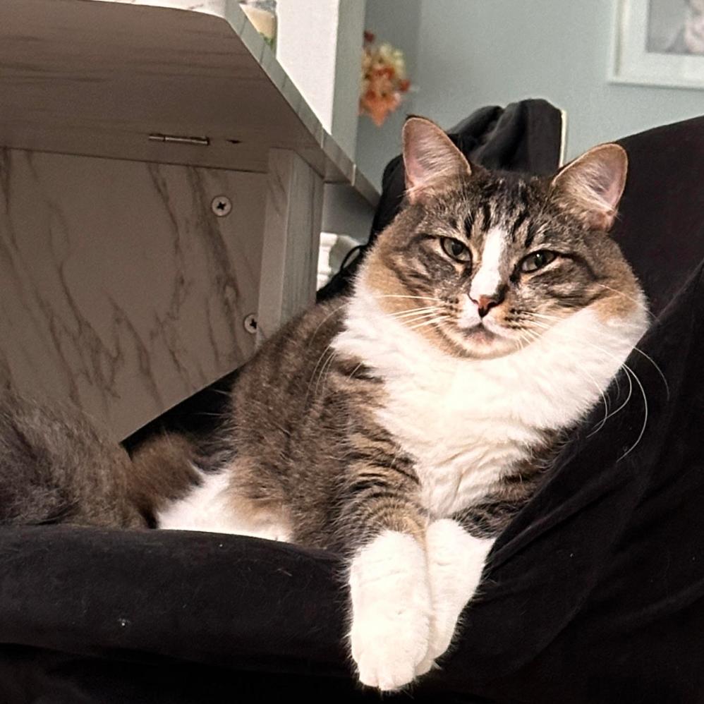 Enlarge Sophie adopt with Gizmo, a Adoptable Domestic Medium Hair in Fayetteville, GA image 1/1