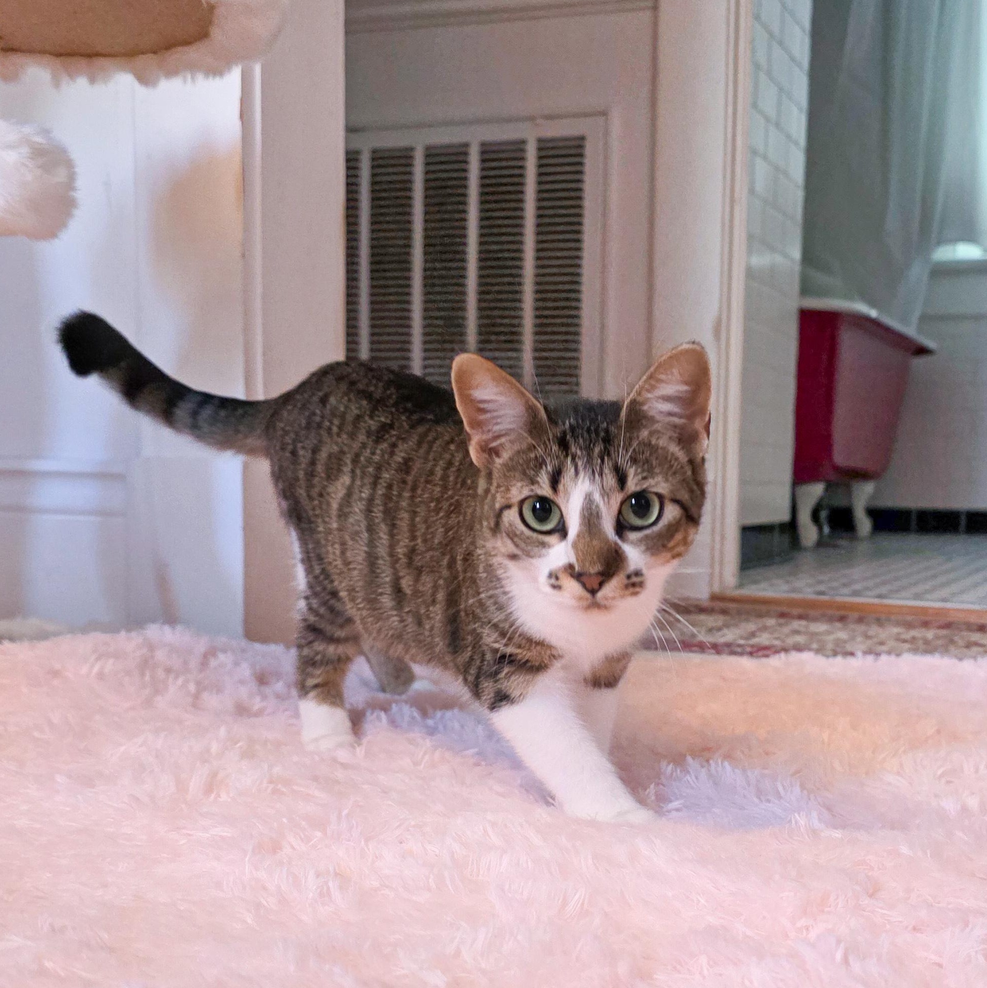 Crumble, Adoptable, Young Female Tabby.