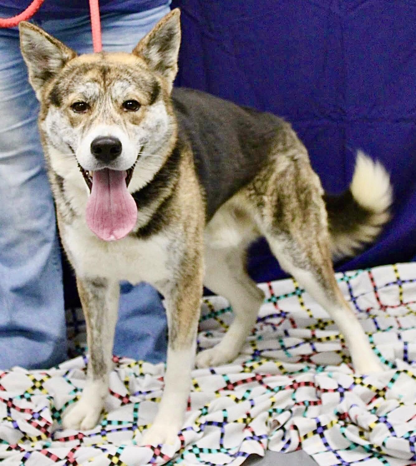 Enlarge Barron (courtesy post), a Adoptable mixed breed in Pittsburgh, PA image 1/1