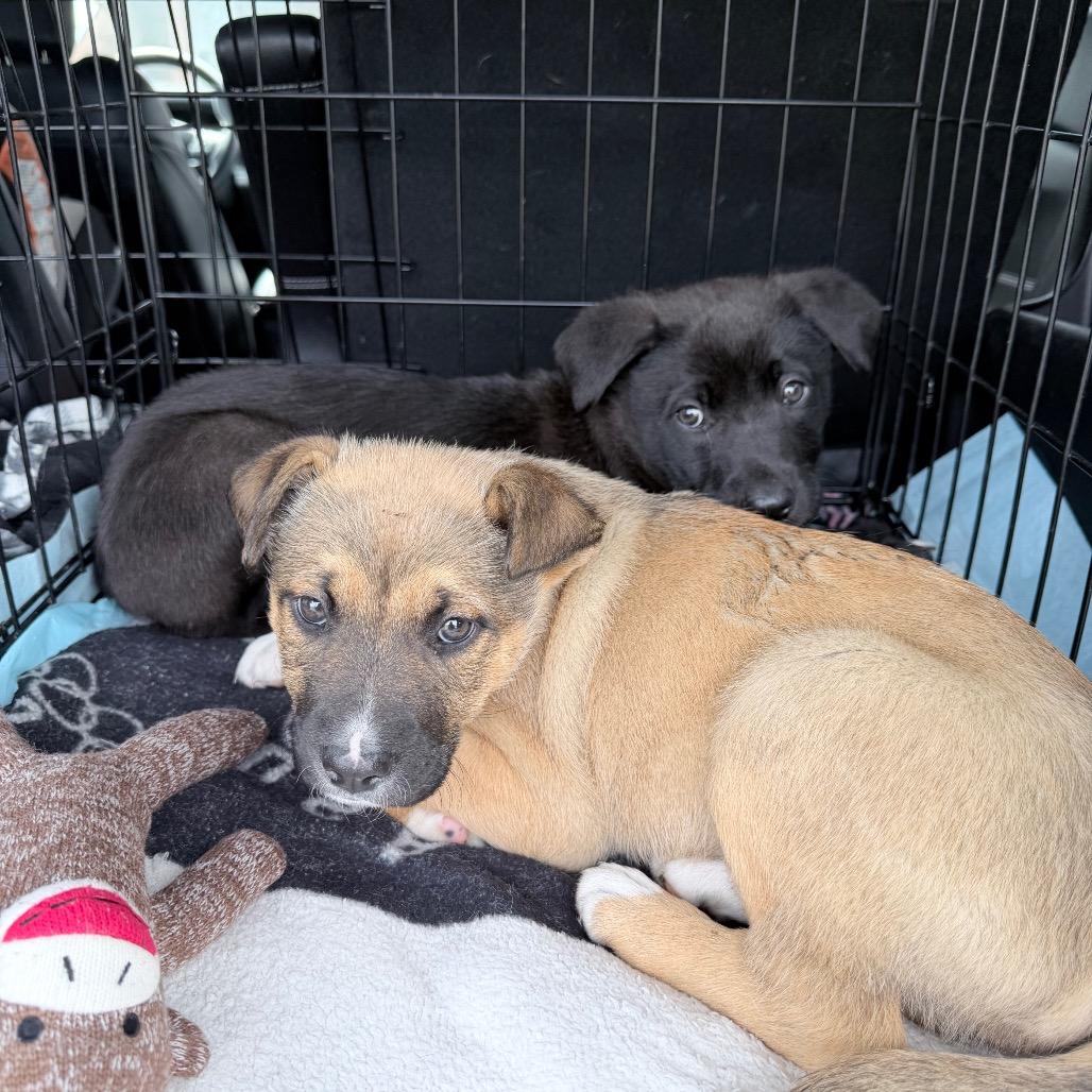 Rose, Adoptable, Puppy Female Shepherd & Mixed Breed.