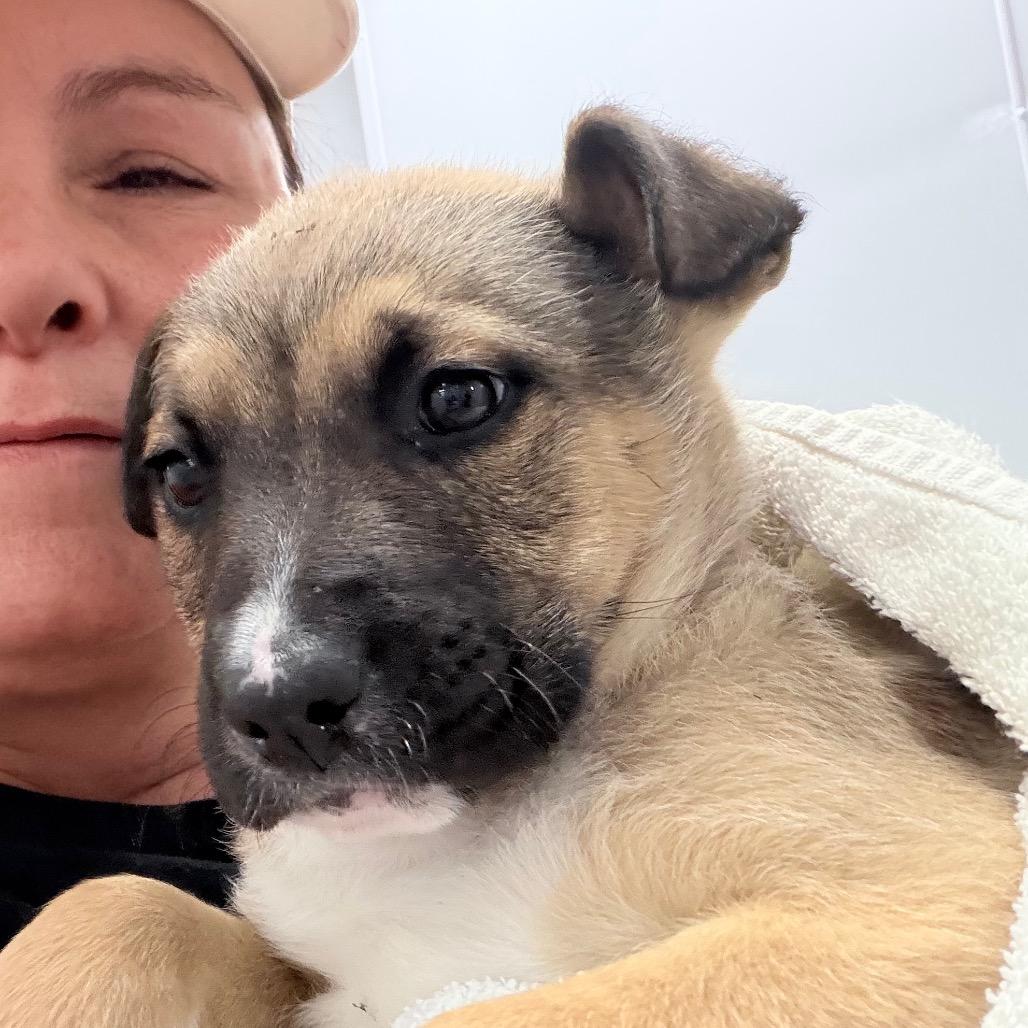 Enlarge Rose, a Adoptable mixed breed in Northville, MI image 3/4