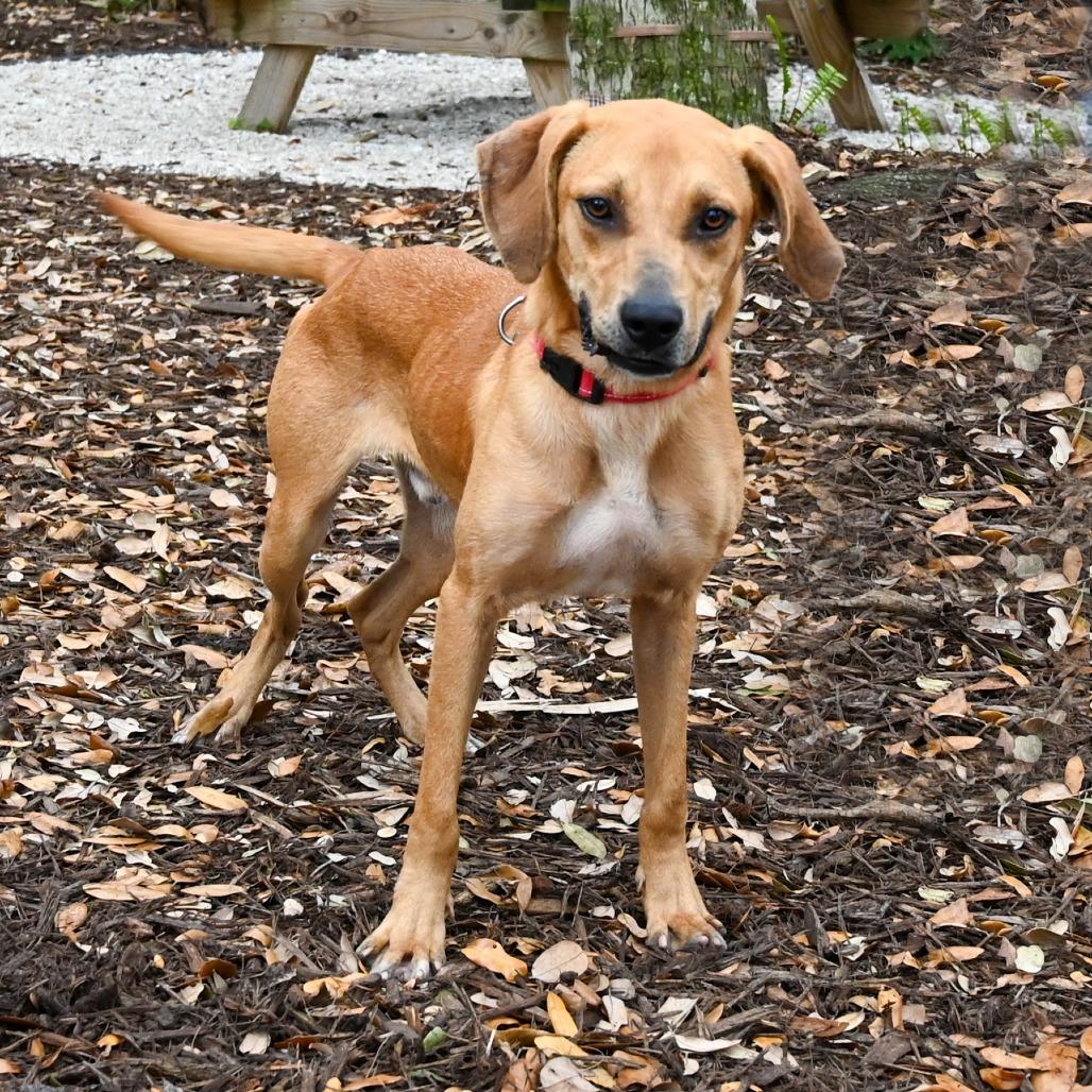 Enlarge Clancy, a Adoptable Mixed Breed in Sarasota, FL image 1/6