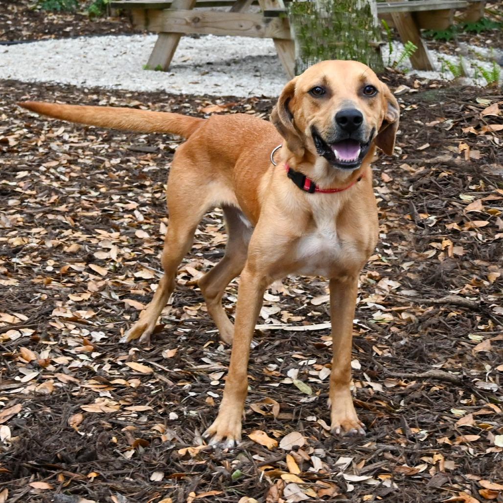 Enlarge Clancy, a Adoptable Mixed Breed in Sarasota, FL image 2/6