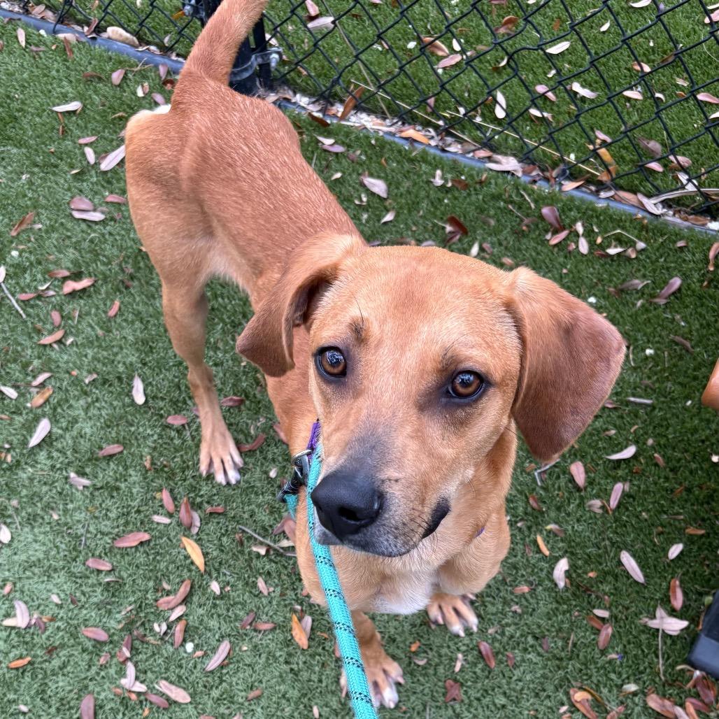 Enlarge Clancy, a Adoptable Mixed Breed in Sarasota, FL image 3/6