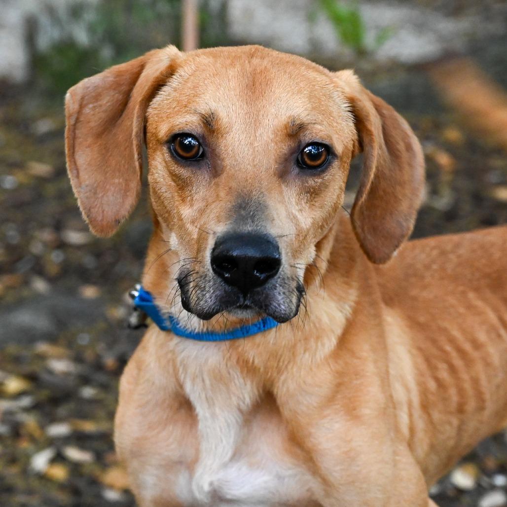 Enlarge Clancy, a Adoptable Mixed Breed in Sarasota, FL image 3/6