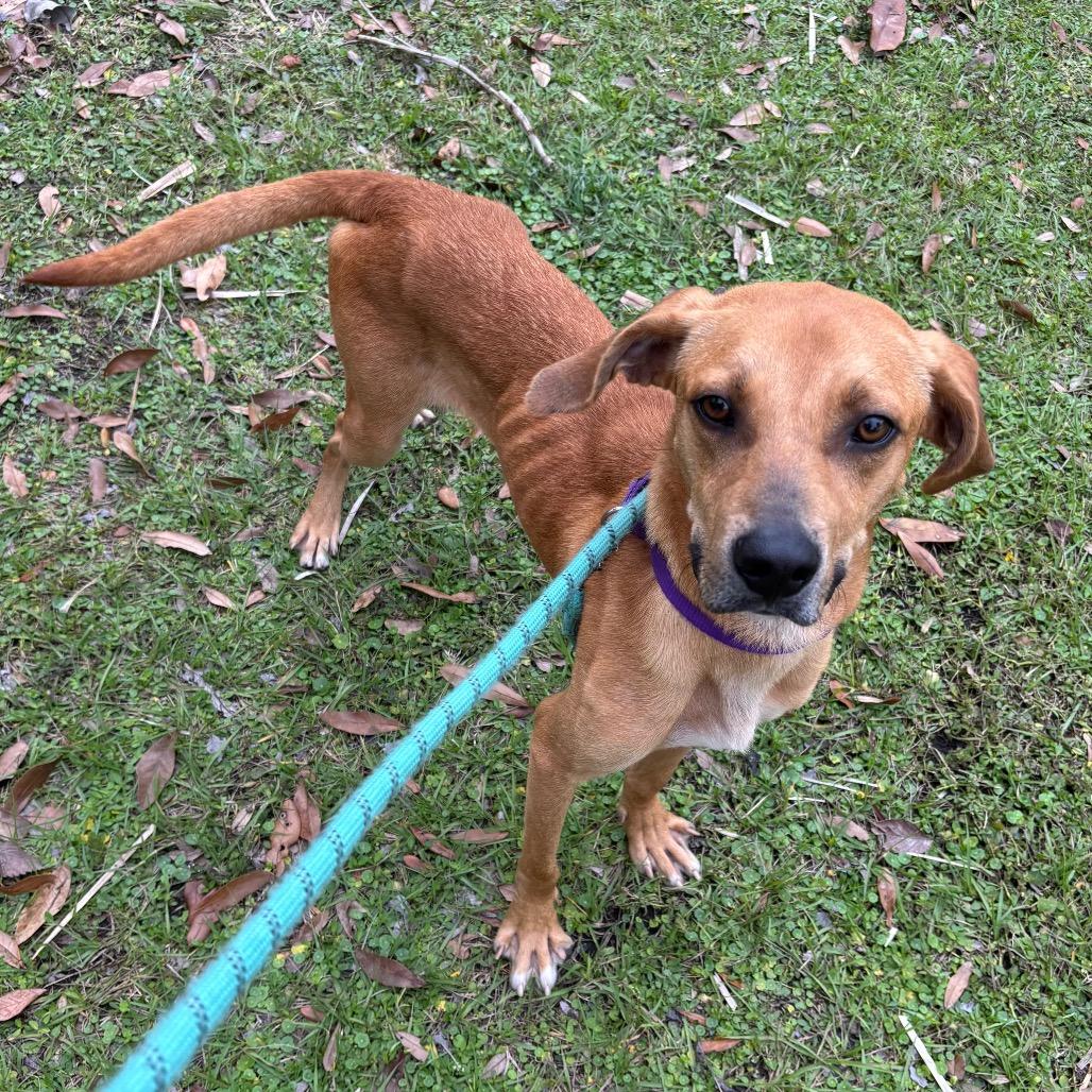 Enlarge Clancy, a Adoptable Mixed Breed in Sarasota, FL image 4/6