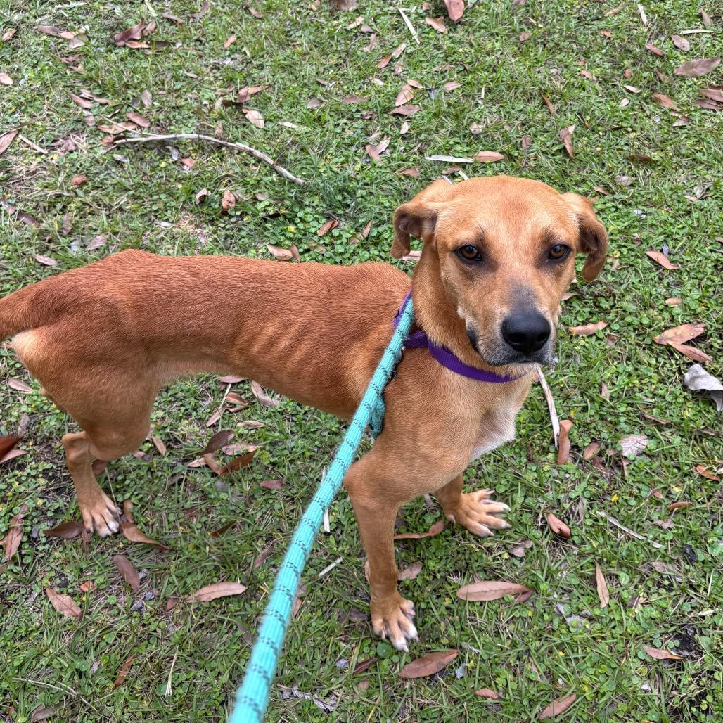 Enlarge Clancy, a Adoptable Mixed Breed in Sarasota, FL image 5/6
