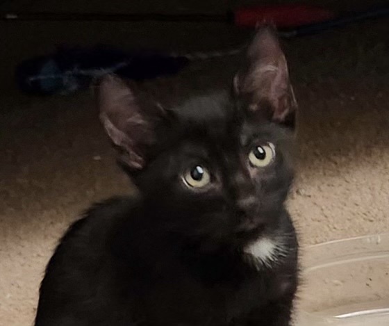 Cookie, an adopted Domestic Short Hair in Wahiawa, HI_image-1