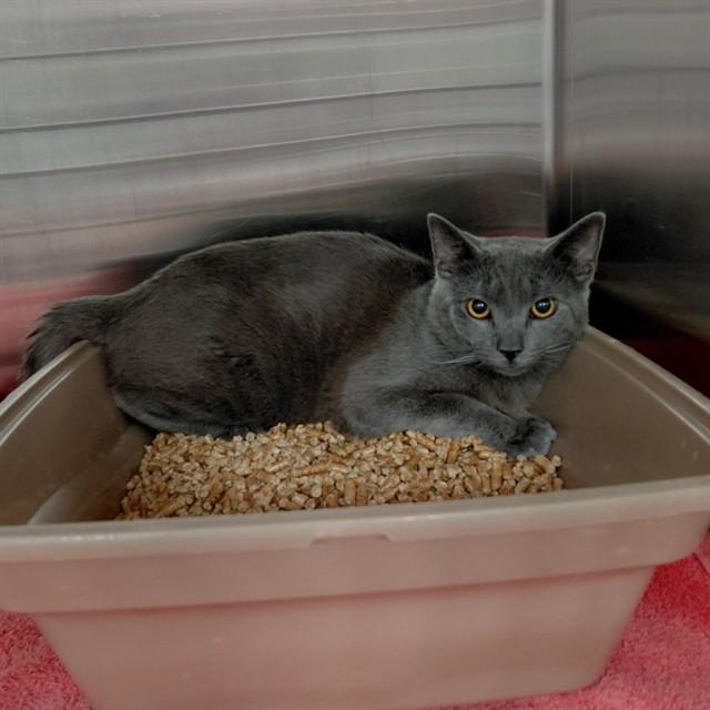 ZORRO, Adoptable, Adult Male Domestic Short Hair.