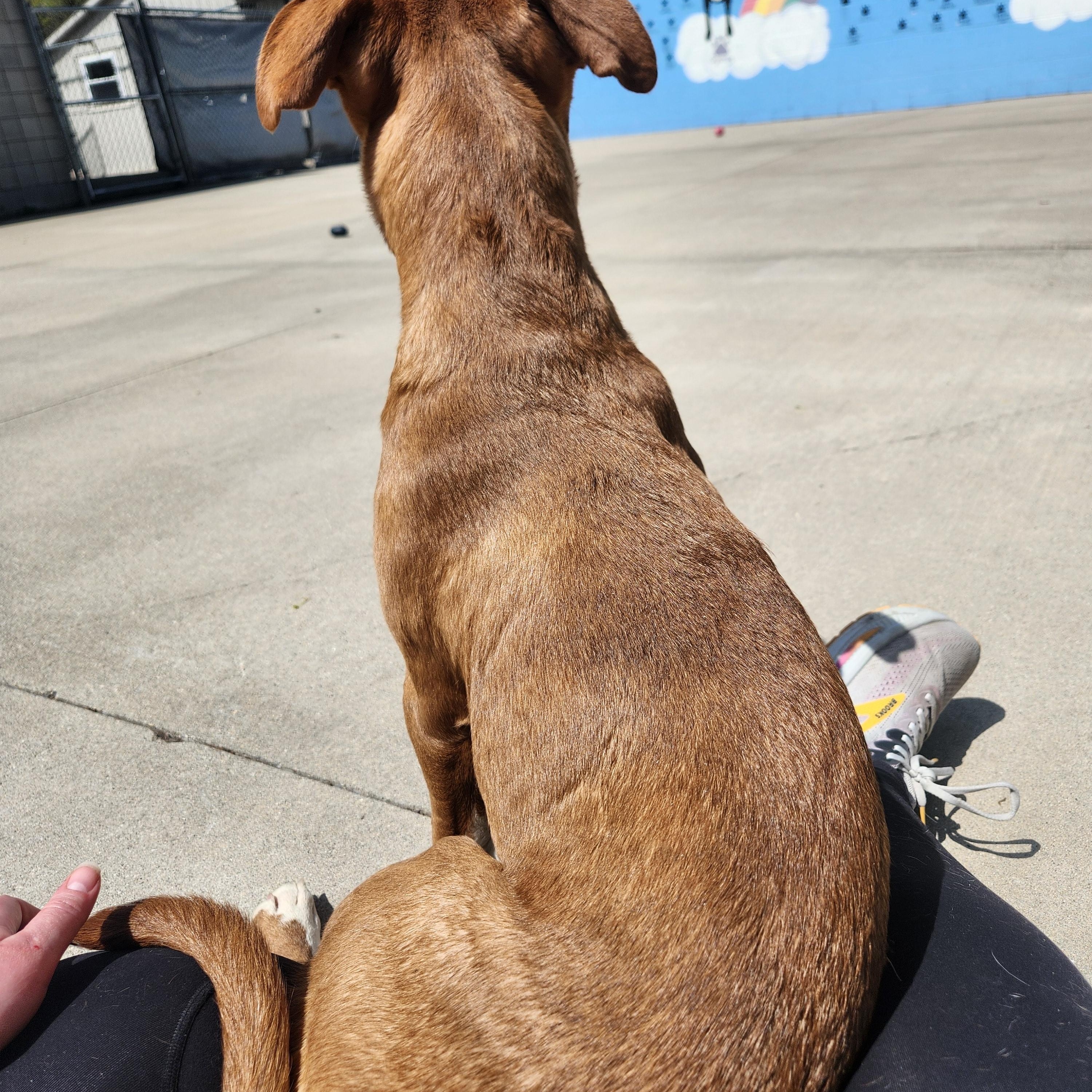 Enlarge Kieran, an adoptable Mixed Breed in Mount Pleasant, MI image 3/5