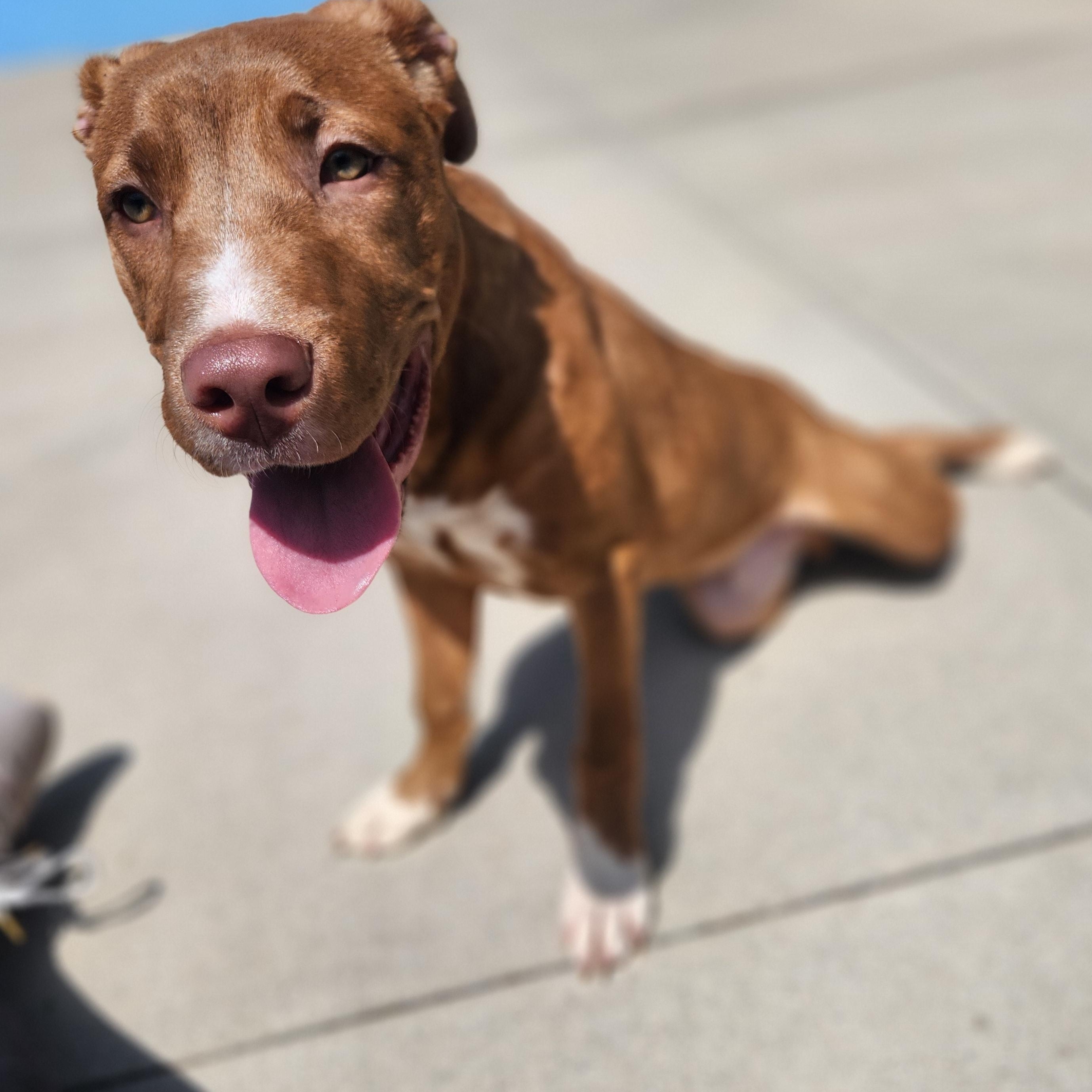 Enlarge Kieran, an adoptable Mixed Breed in Mount Pleasant, MI image 2/5