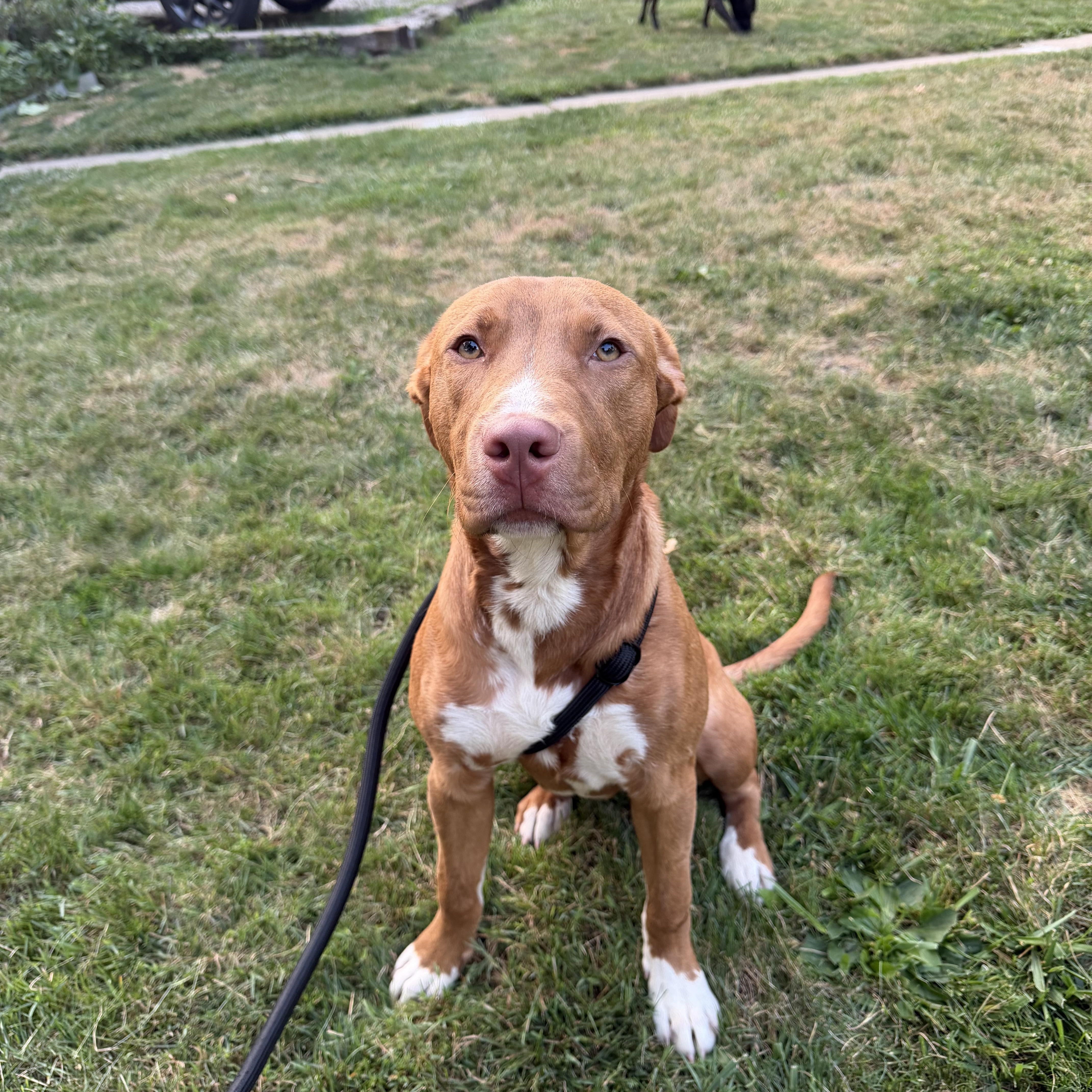 Enlarge Kieran, a Adoptable Mixed Breed in Mount Pleasant, MI image 1/5
