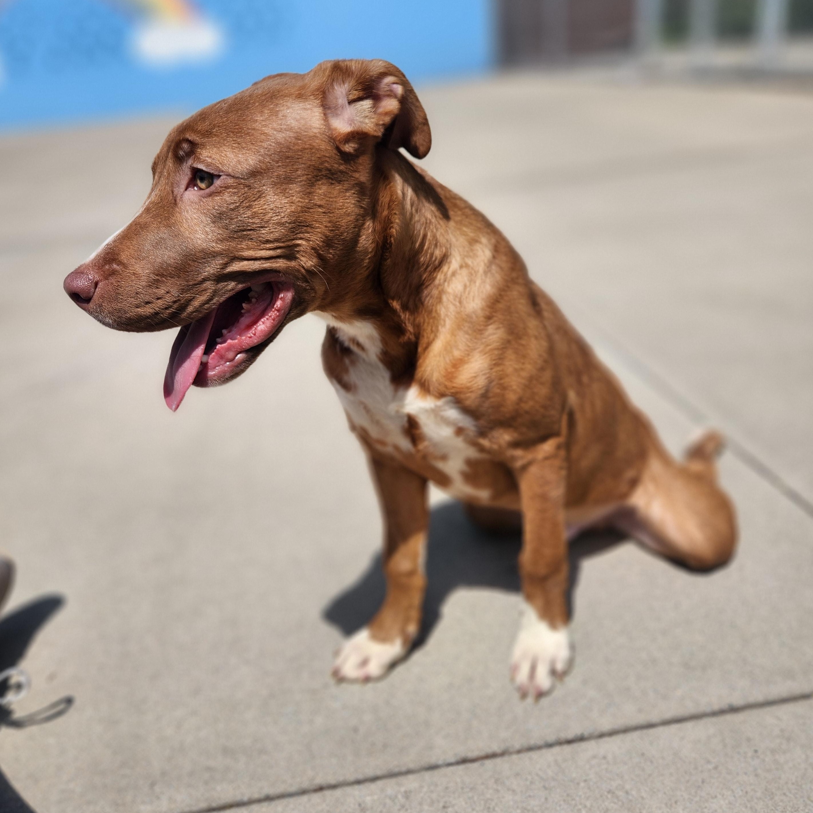 Enlarge Kieran, an adoptable Mixed Breed in Mount Pleasant, MI image 5/5