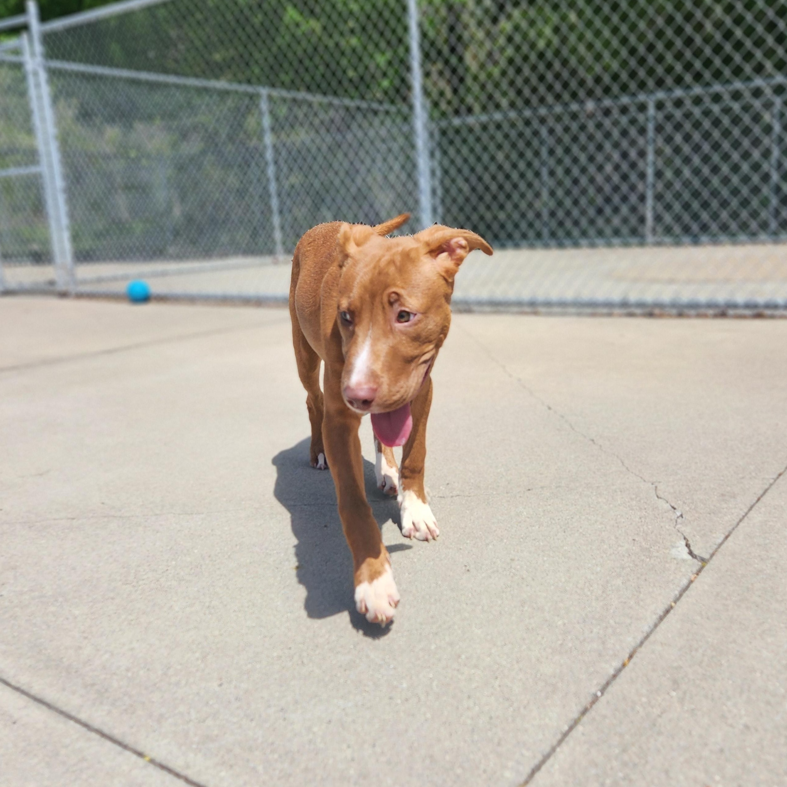 Enlarge Kieran, an adoptable Mixed Breed in Mount Pleasant, MI image 4/5
