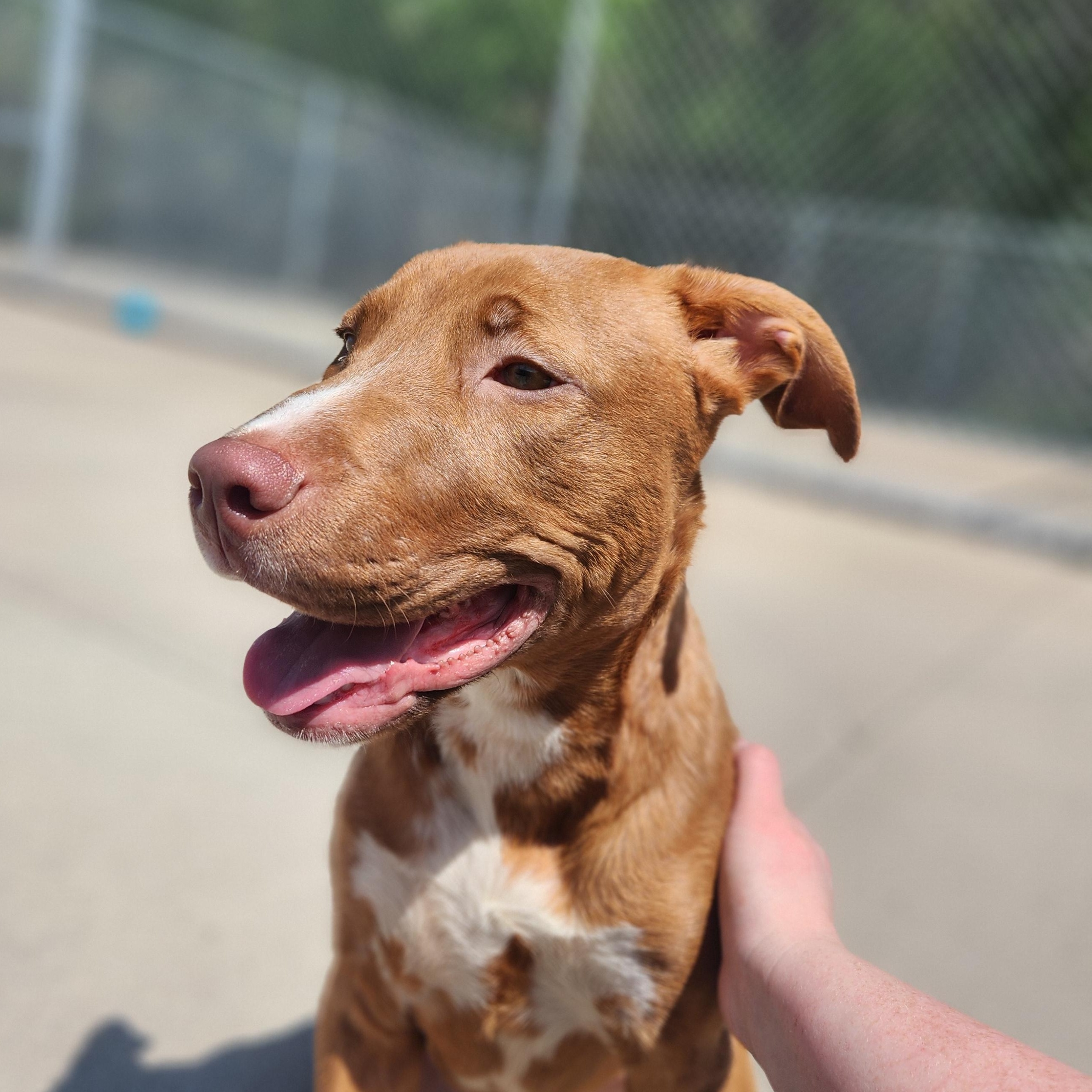 Enlarge Kieran, an adoptable Mixed Breed in Mount Pleasant, MI image 1/5
