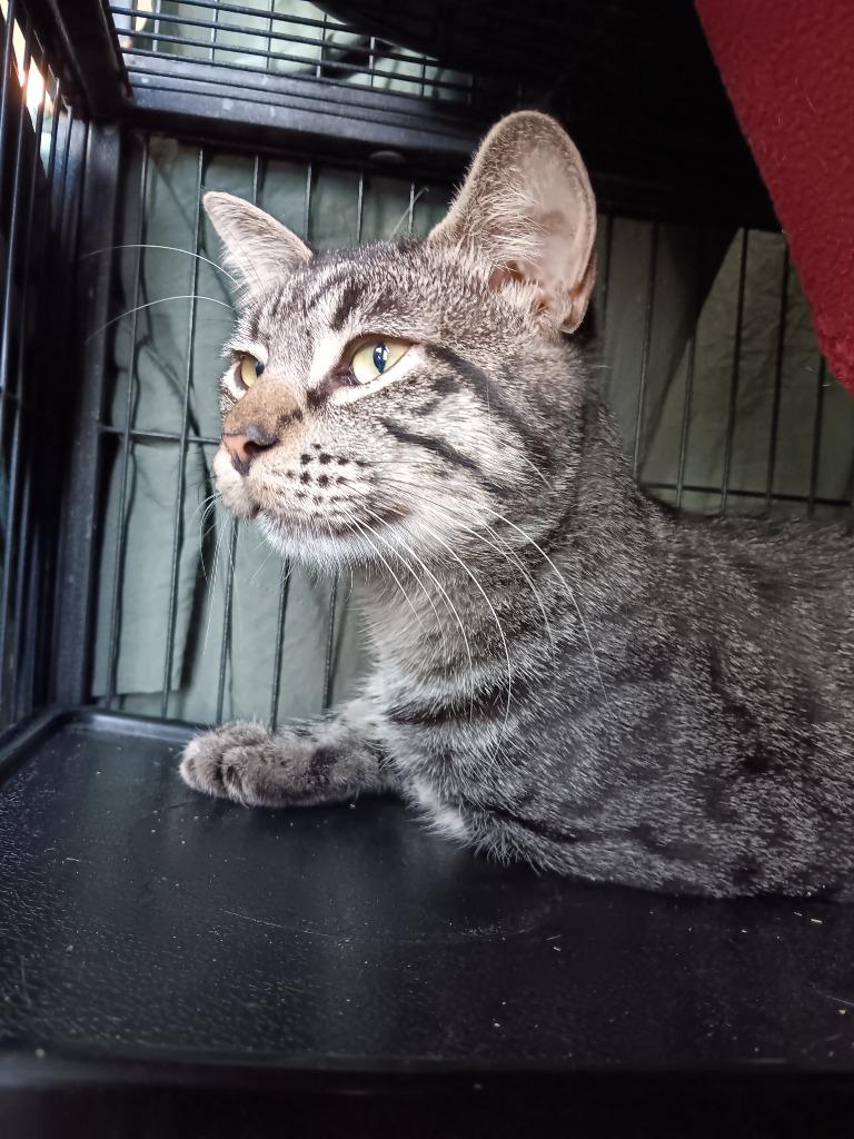 Enlarge Bruiser, a Adoptable mixed breed in New Braunfels, TX image 1/2