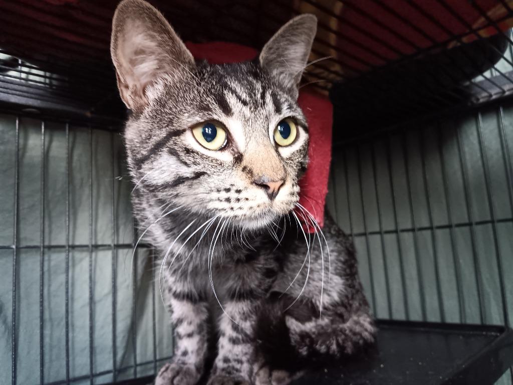 Enlarge Bruiser, a Adoptable mixed breed in New Braunfels, TX image 2/2