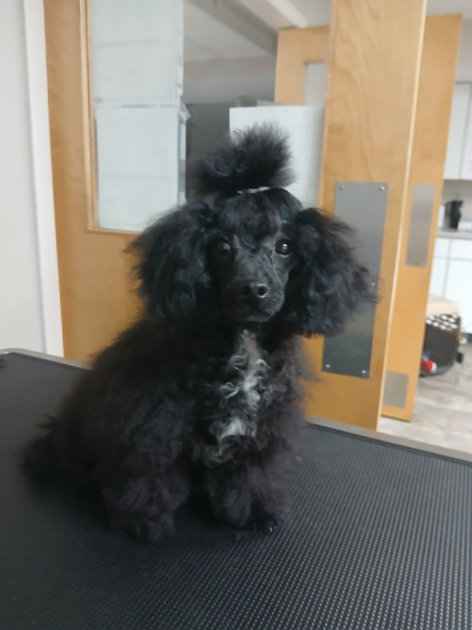 Enlarge Beatrice, an adopted Miniature Poodle in Vernon, CT image 5/6