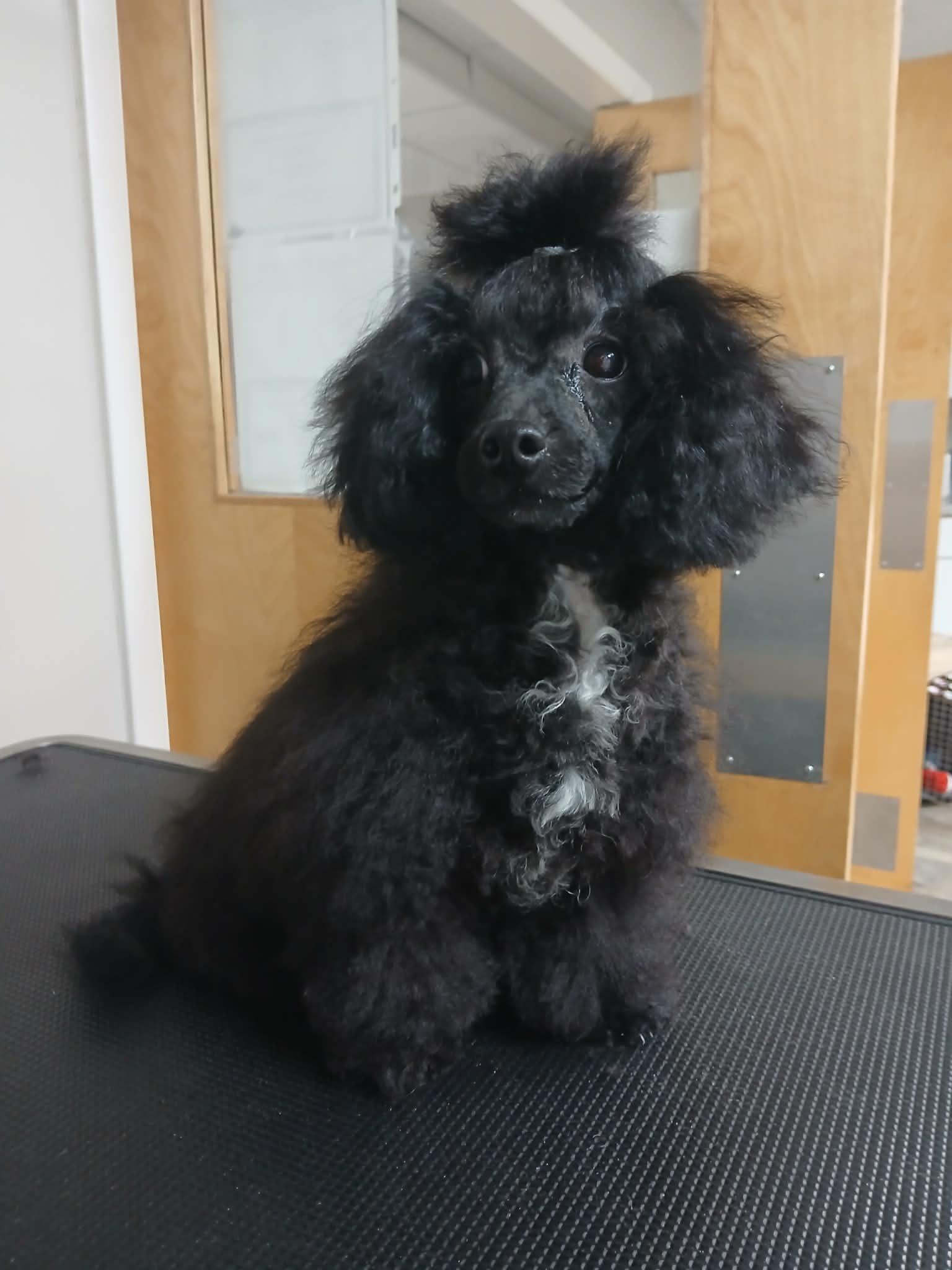 Enlarge Beatrice, an adopted Miniature Poodle in Vernon, CT image 3/6