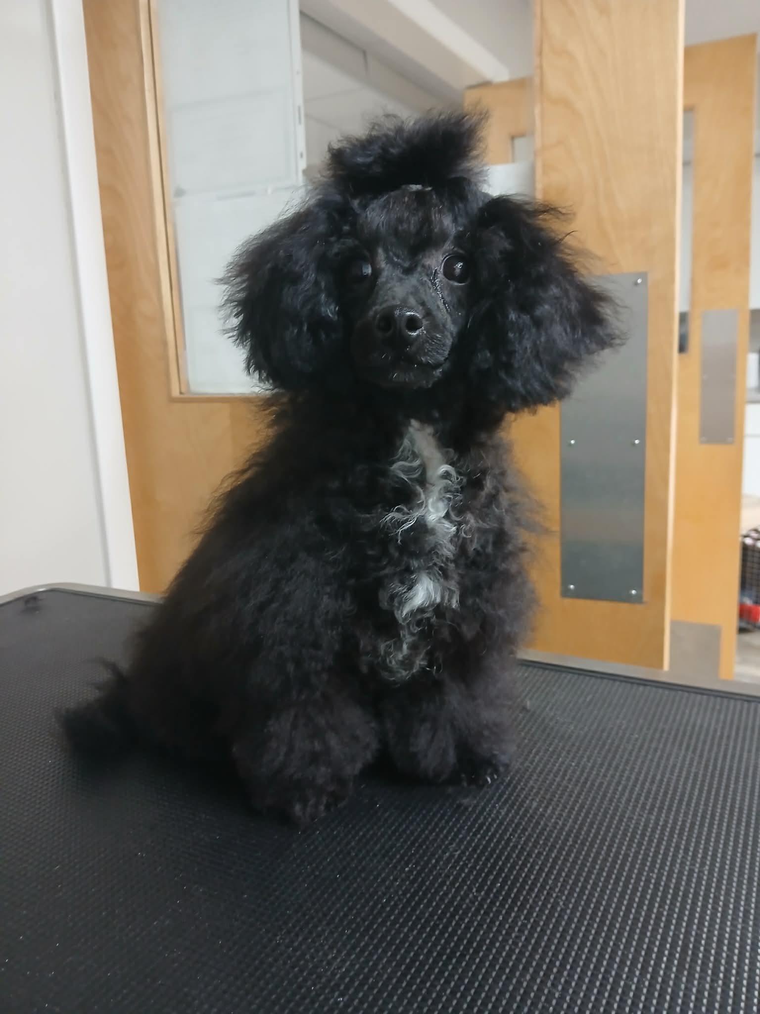 Enlarge Beatrice, an adopted Miniature Poodle in Vernon, CT image 1/6